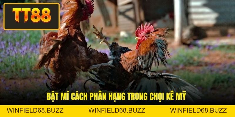 Đá Gà Mỹ - Giải Trí Hấp Dẫn Với Cơ Hội Đổi Đời Siêu Tốc - WINFIELD68.BUZZ