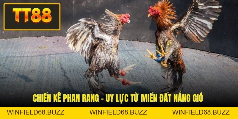 Đá Gà Tốt Nhất Việt Nam - Khám Phá Những Linh Kê Danh Tiếng - WINFIELD68.BUZZ