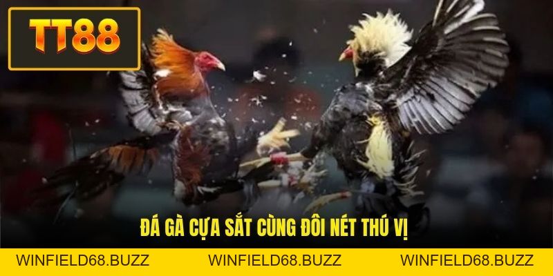 Đá Gà Cựa Sắt - Đỉnh Cao Giải Trí Và Cơ Hội Làm Giàu Nhanh - WINFIELD68.BUZZ