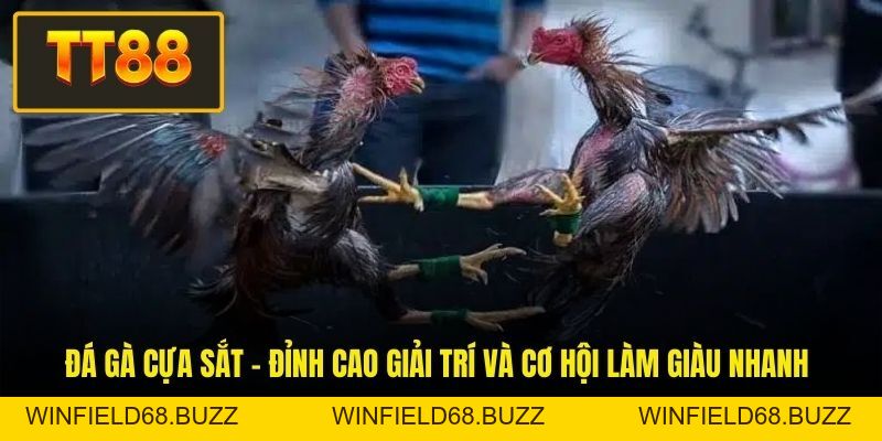 Đá Gà TT88 - Mẹo Nuôi Chiến Kê Và Kinh Nghiệm Đá Gà - WINFIELD68.BUZZ Đá Gà TT88 - Mẹo Nuôi Chiến Kê Và Kinh Nghiệm Đá Gà - WINFIELD68.BUZZ