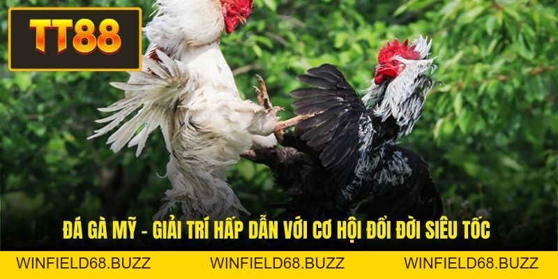 Đá Gà TT88 - Mẹo Nuôi Chiến Kê Và Kinh Nghiệm Đá Gà - WINFIELD68.BUZZ Đá Gà TT88 - Mẹo Nuôi Chiến Kê Và Kinh Nghiệm Đá Gà - WINFIELD68.BUZZ