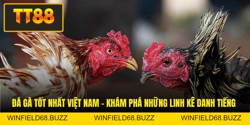 Đá Gà TT88 - Mẹo Nuôi Chiến Kê Và Kinh Nghiệm Đá Gà - WINFIELD68.BUZZ Đá Gà TT88 - Mẹo Nuôi Chiến Kê Và Kinh Nghiệm Đá Gà - WINFIELD68.BUZZ