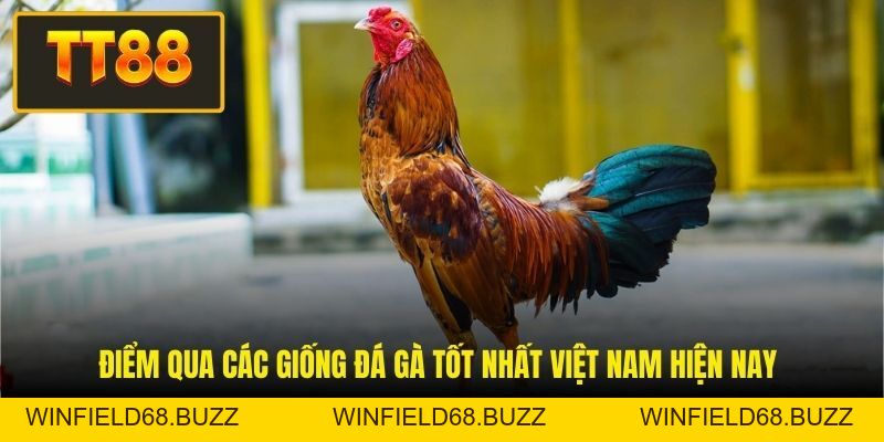 Đá Gà Tốt Nhất Việt Nam - Khám Phá Những Linh Kê Danh Tiếng - WINFIELD68.BUZZ