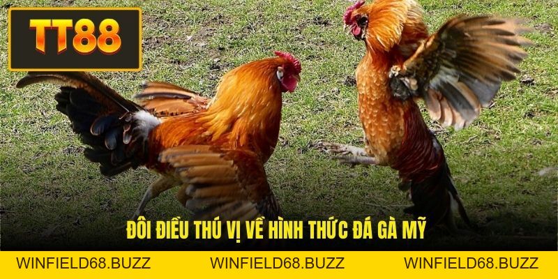 Đá Gà Mỹ - Giải Trí Hấp Dẫn Với Cơ Hội Đổi Đời Siêu Tốc - WINFIELD68.BUZZ