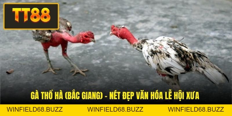 Đá Gà Tốt Nhất Việt Nam - Khám Phá Những Linh Kê Danh Tiếng - WINFIELD68.BUZZ