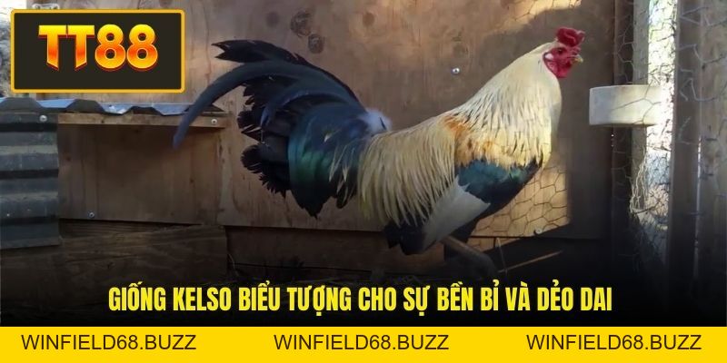 Đá Gà Mỹ - Giải Trí Hấp Dẫn Với Cơ Hội Đổi Đời Siêu Tốc - WINFIELD68.BUZZ