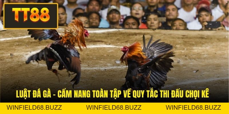 Đá Gà TT88 - Mẹo Nuôi Chiến Kê Và Kinh Nghiệm Đá Gà - WINFIELD68.BUZZ Đá Gà TT88 - Mẹo Nuôi Chiến Kê Và Kinh Nghiệm Đá Gà - WINFIELD68.BUZZ