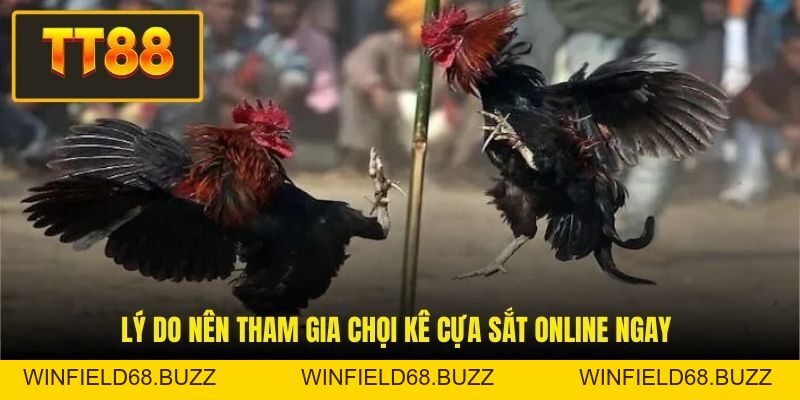 Đá Gà Cựa Sắt - Đỉnh Cao Giải Trí Và Cơ Hội Làm Giàu Nhanh - WINFIELD68.BUZZ