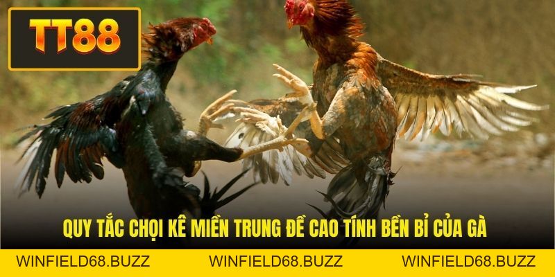 Luật Đá Gà - Cẩm Nang Toàn Tập Về Quy Tắc Thi Đấu Chọi Kê  - WINFIELD68.BUZZ