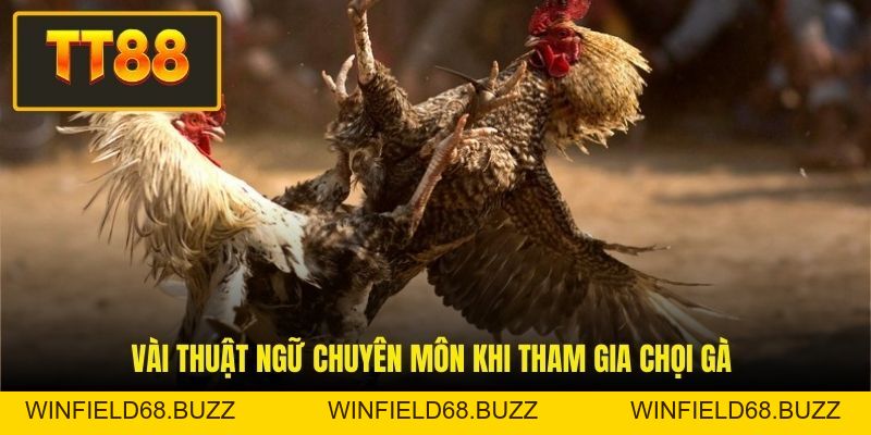 Luật Đá Gà - Cẩm Nang Toàn Tập Về Quy Tắc Thi Đấu Chọi Kê  - WINFIELD68.BUZZ